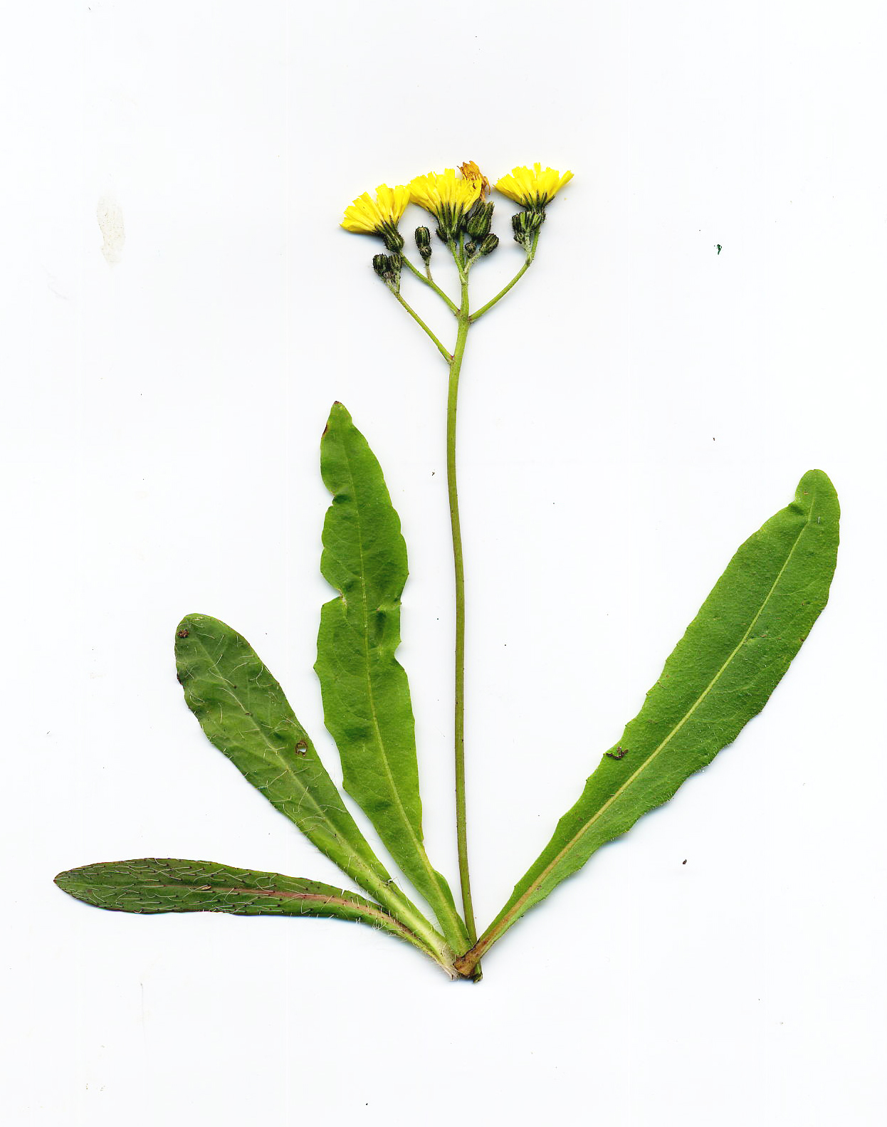 hieracium murorum